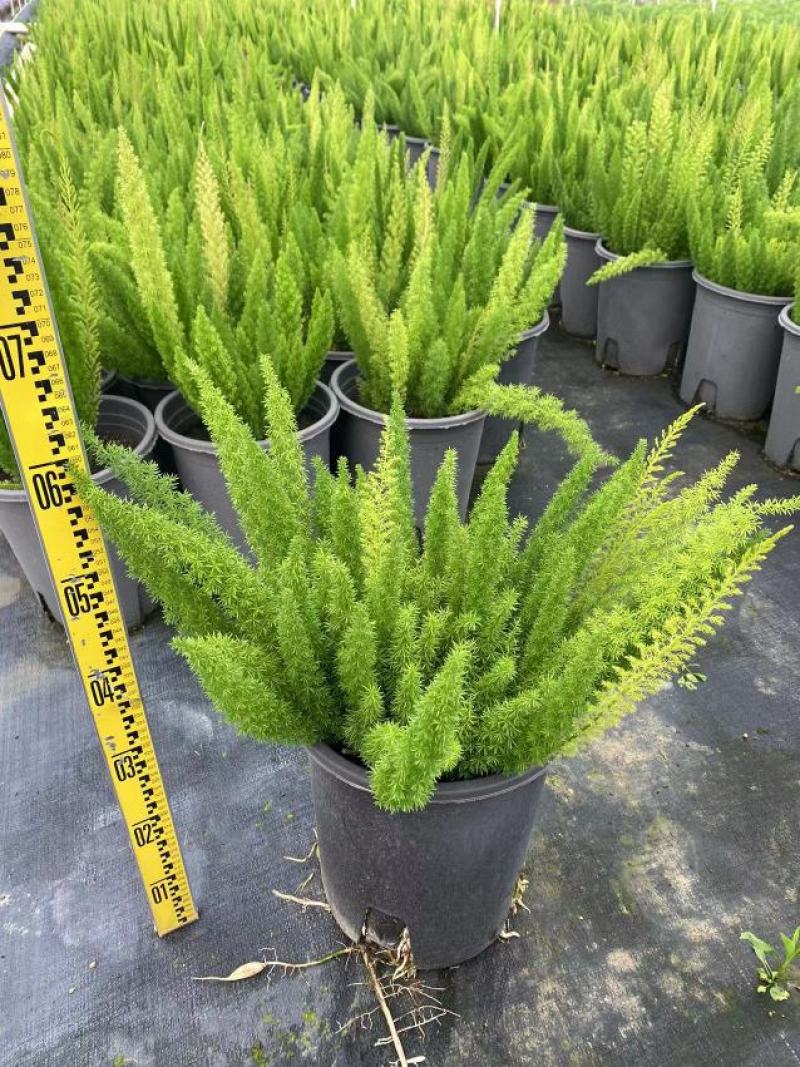 天门冬狐尾天冬园林花镜景观必备绿植盆栽室内室外居家办公必