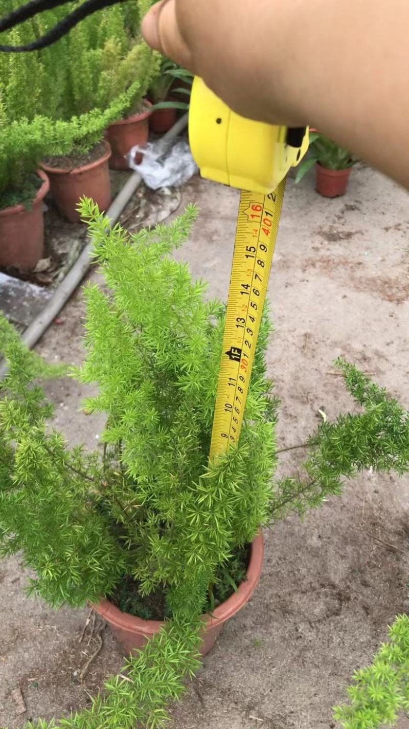 天门冬狐尾天冬园林花镜景观必备绿植盆栽室内室外居家办公必