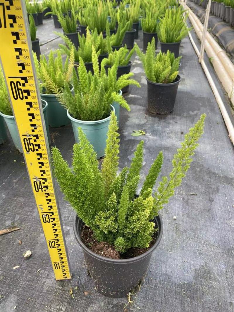 天门冬狐尾天冬园林花镜景观必备绿植盆栽室内室外居家办公必