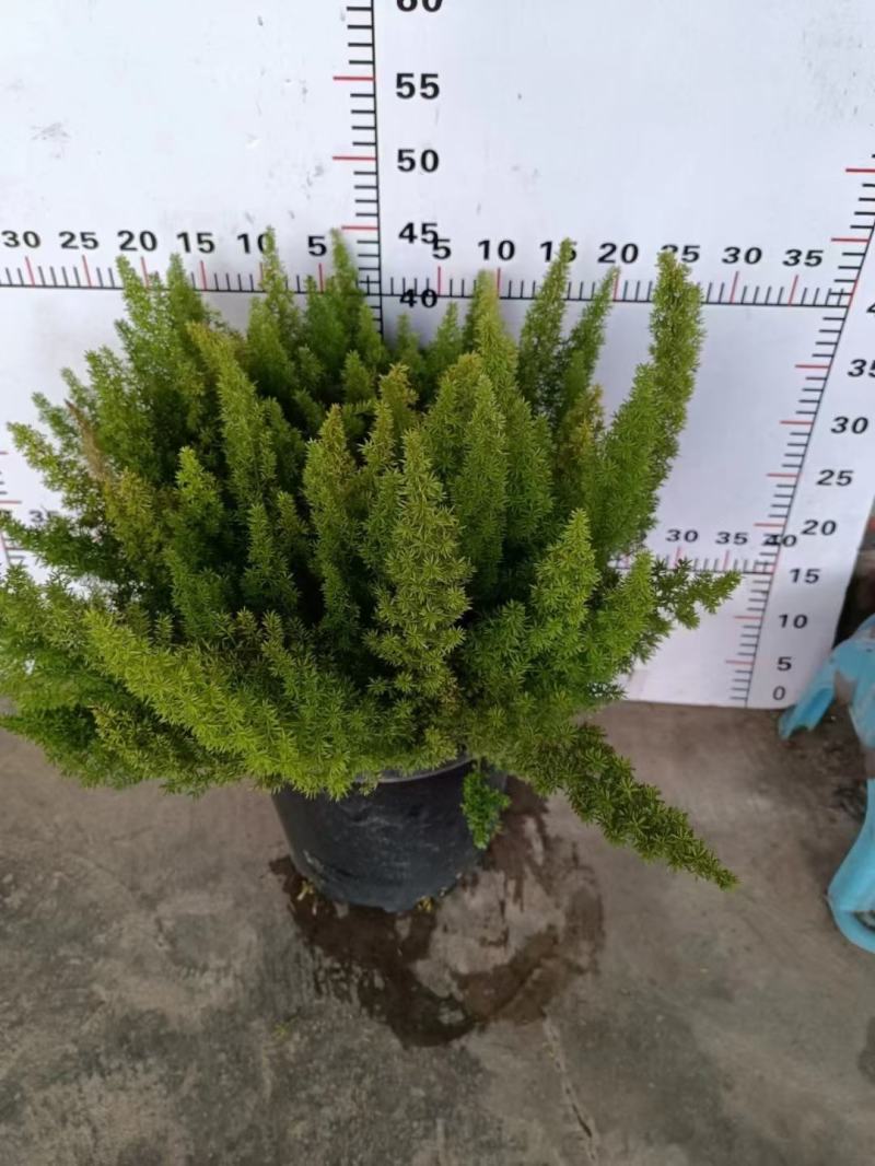 天门冬狐尾天冬园林花镜景观必备绿植盆栽室内室外居家办公必