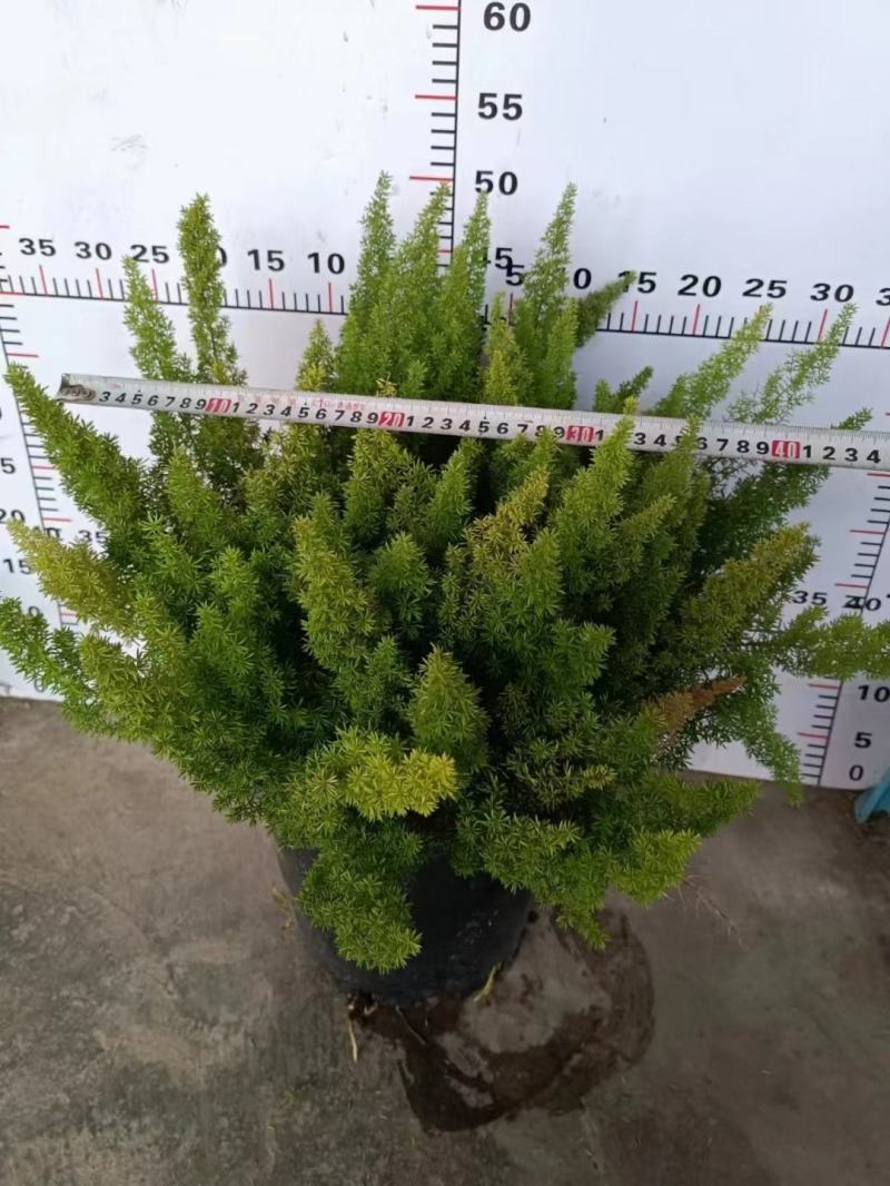 天门冬狐尾天冬园林花镜景观必备绿植盆栽室内室外居家办公必