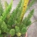 天门冬狐尾天冬园林花镜景观必备绿植盆栽室内室外居家办公必