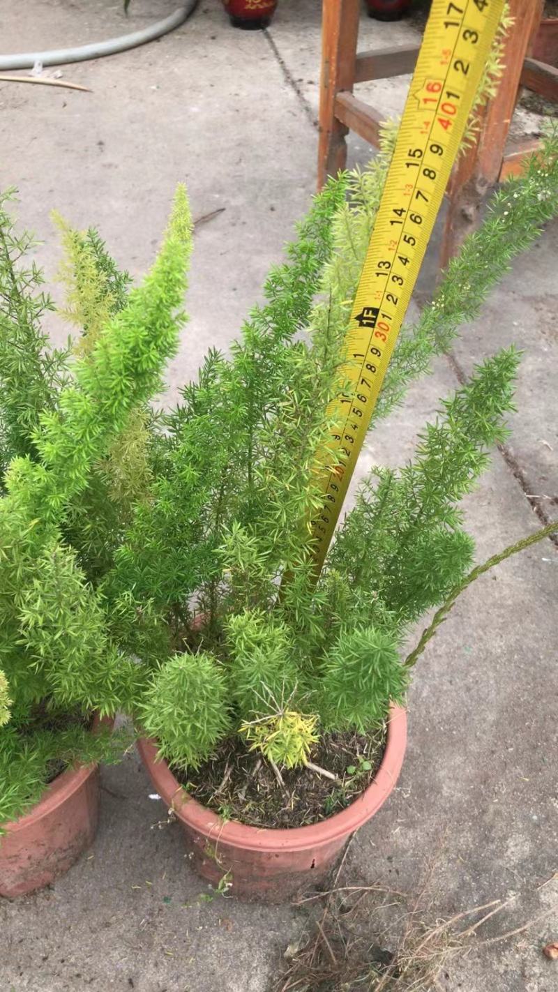 天门冬狐尾天冬园林花镜景观必备绿植盆栽室内室外居家办公必