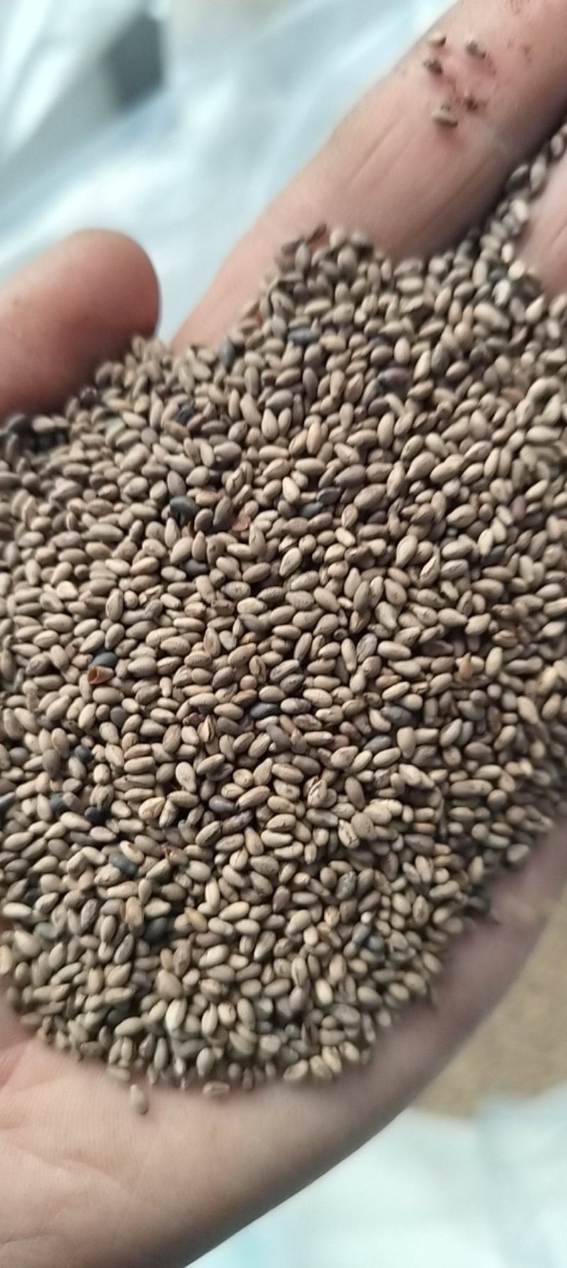 好芝麻，货真价实