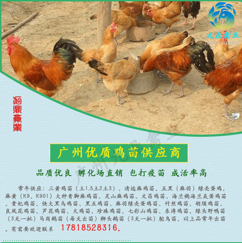大种黑瑶鸡苗青脚土鸡苗广州孵化场直售包做疫苗技术指导