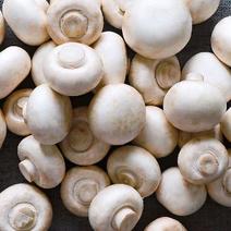 【高品质】新鲜口蘑白蘑菇双孢菇产地直发食用菌香菇