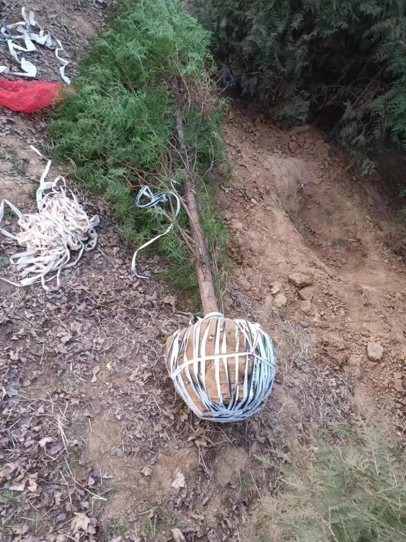 大量侧柏各种规格