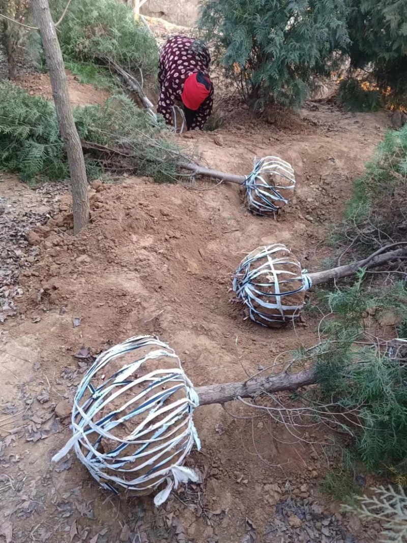大量侧柏各种规格