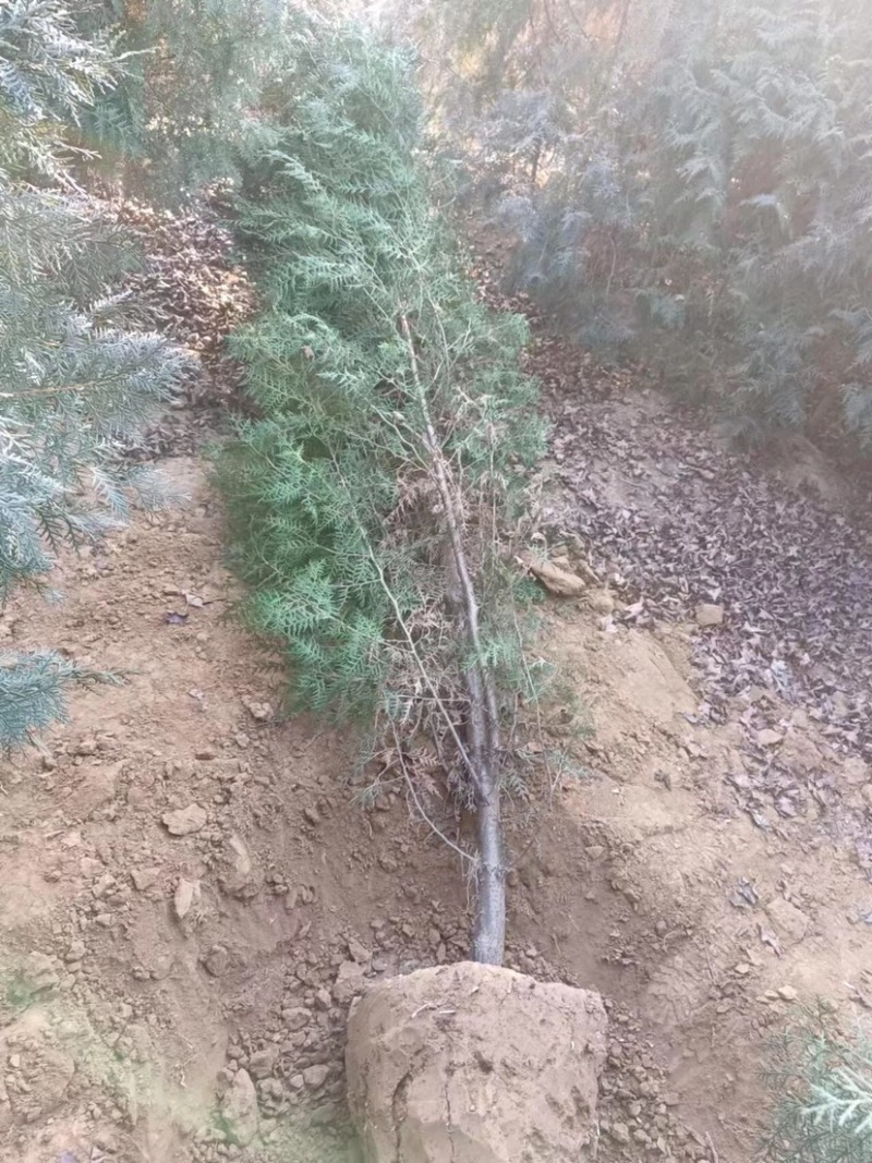大量侧柏各种规格