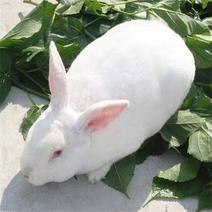 大巨型肉兔新西兰小白兔白兔肉兔苗黑灰兔花巨兔可长20斤