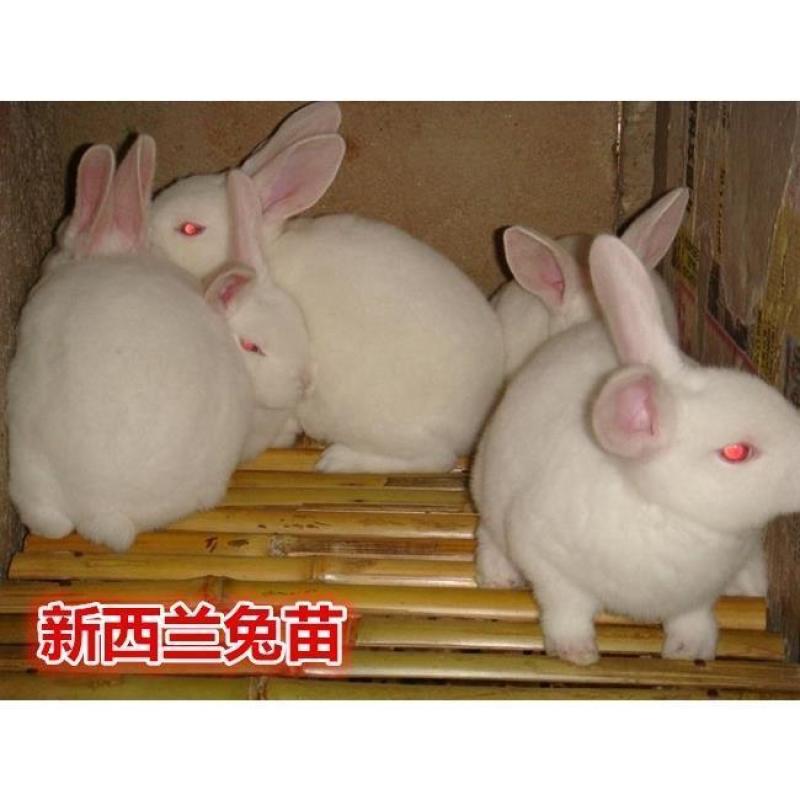 大巨型肉兔新西兰小白兔白兔肉兔苗黑灰兔花巨兔可长20斤