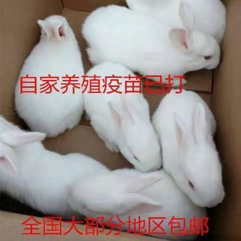 大巨型肉兔新西兰小白兔白兔肉兔苗黑灰兔花巨兔可长20斤