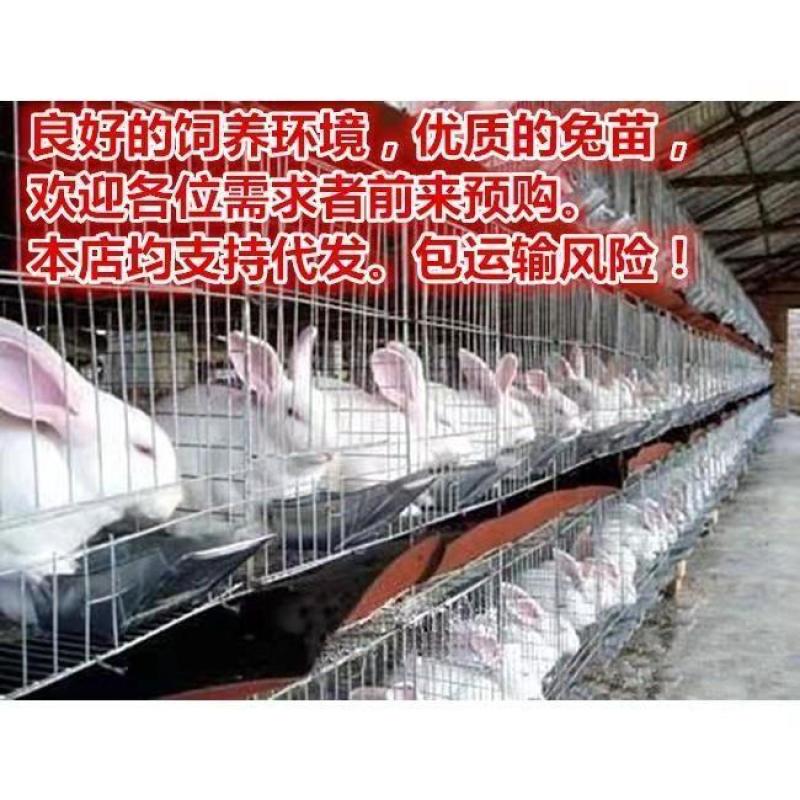 大巨型肉兔新西兰小白兔白兔肉兔苗黑灰兔花巨兔可长20斤