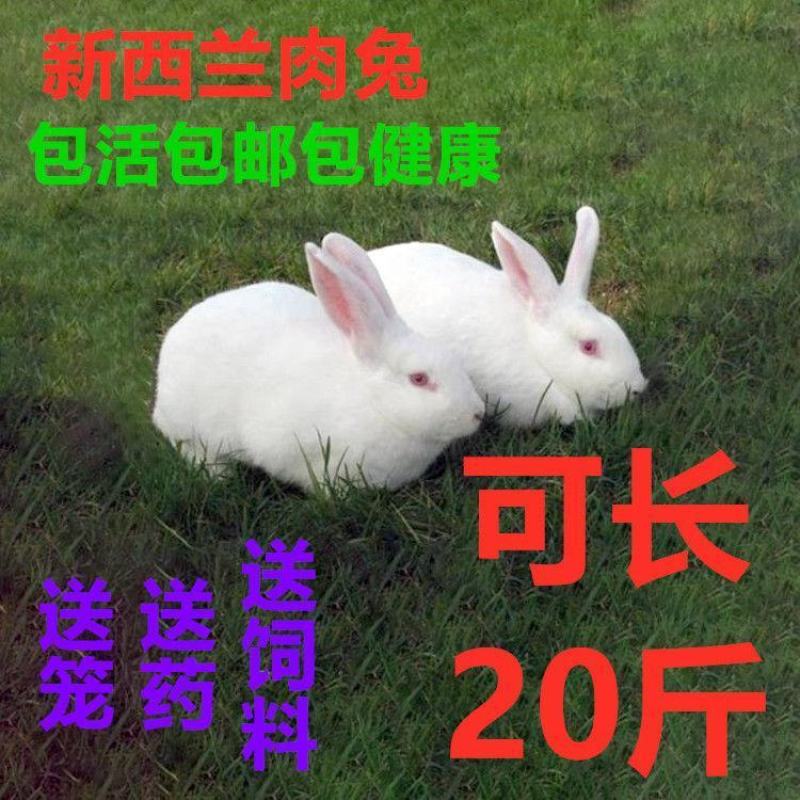 大巨型肉兔新西兰小白兔白兔肉兔苗黑灰兔花巨兔可长20斤