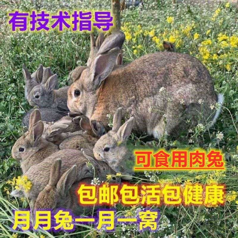 大巨型肉兔新西兰小白兔白兔肉兔苗黑灰兔花巨兔可长20斤