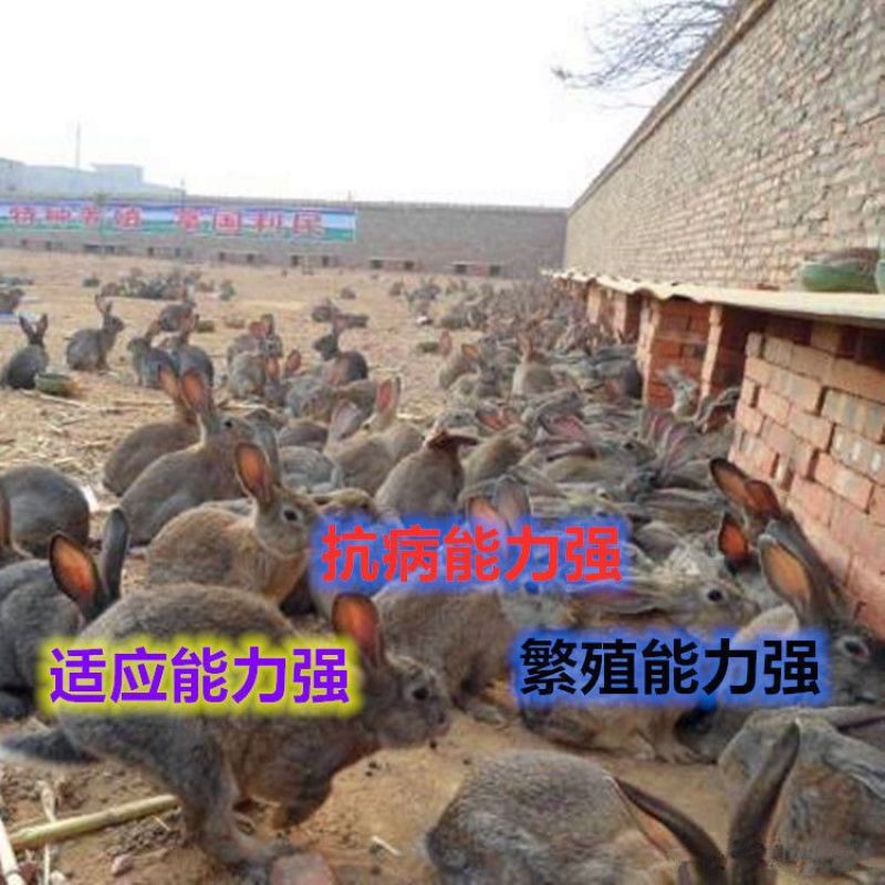 大巨型肉兔新西兰小白兔白兔肉兔苗黑灰兔花巨兔可长20斤