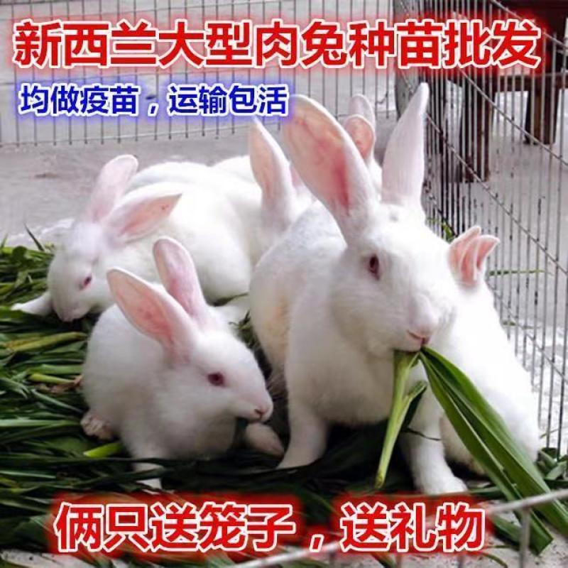 大巨型肉兔新西兰小白兔白兔肉兔苗黑灰兔花巨兔可长20斤