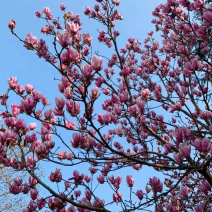 紫花玉兰树5公分以上的