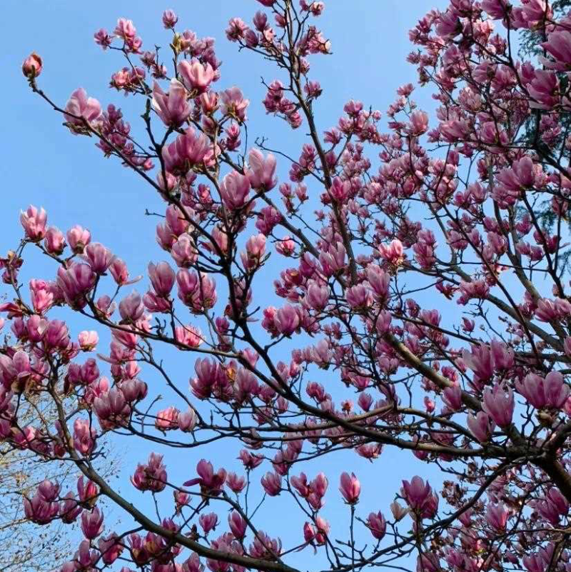 紫花玉兰树5公分以上的
