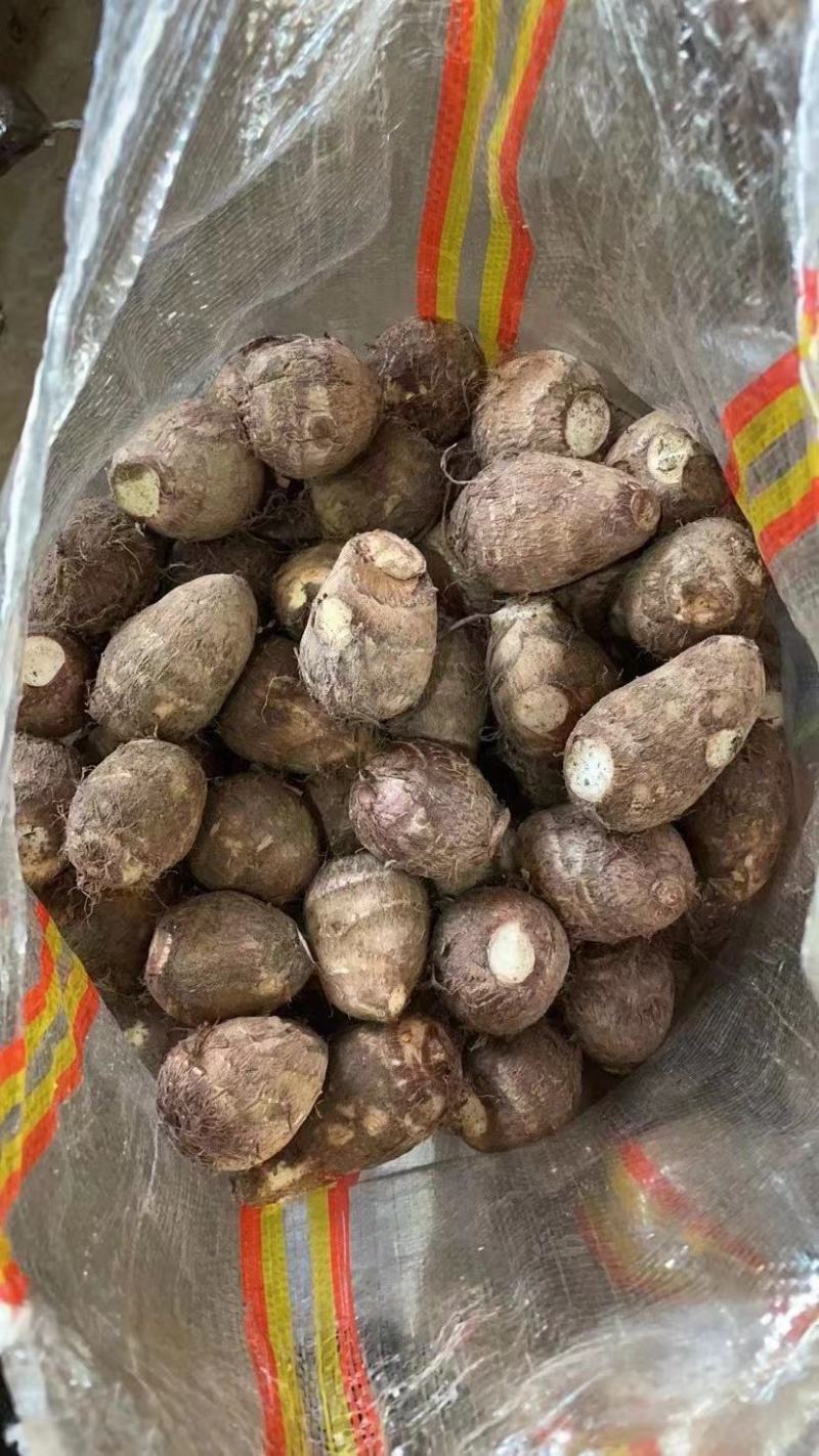 鲜芋头～8520毛芋头、规齐全，产地直销《一手货源批发》