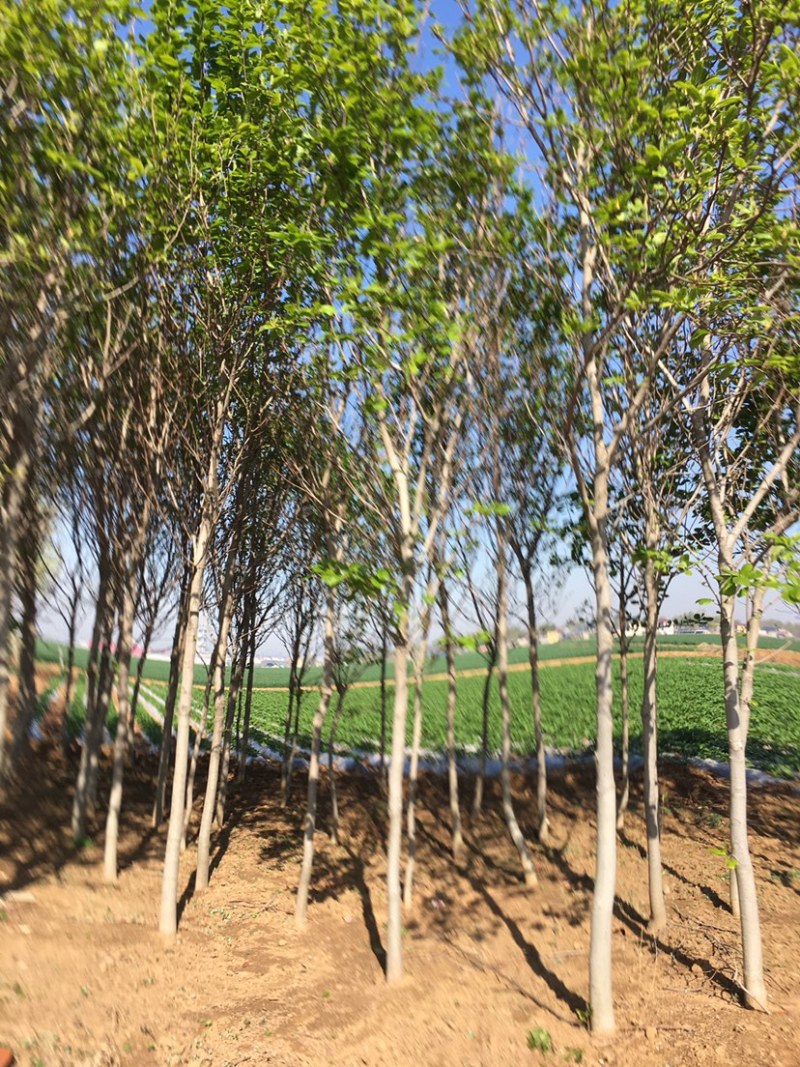 紫花玉兰树5公分以上的