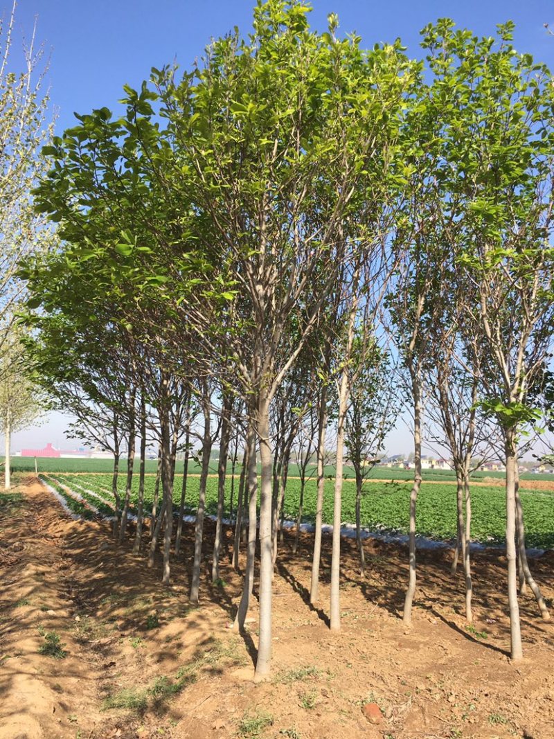 紫花玉兰树5公分以上的