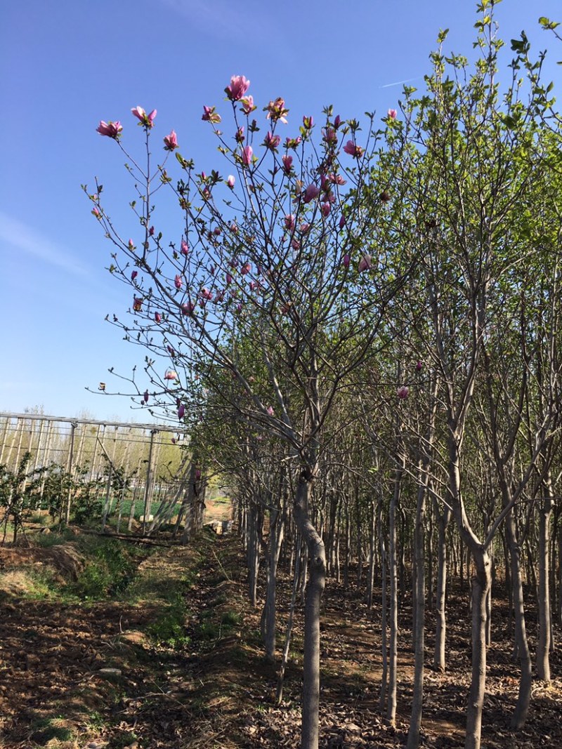 紫花玉兰树5公分以上的