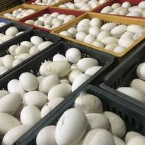 【真实价格】长期大量出售土鹅蛋鲜蛋108枚起售量大更优