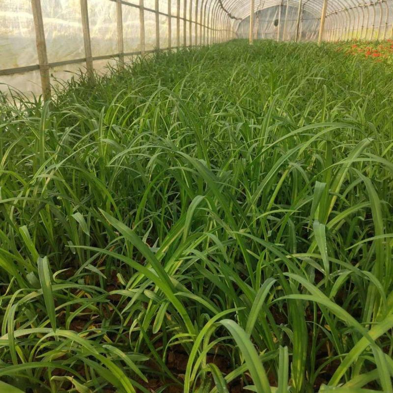 大花萱草