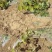 药材种苗