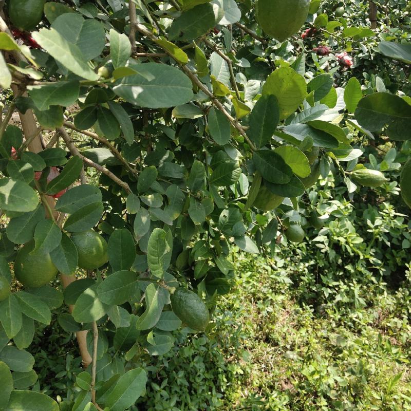 广东香水