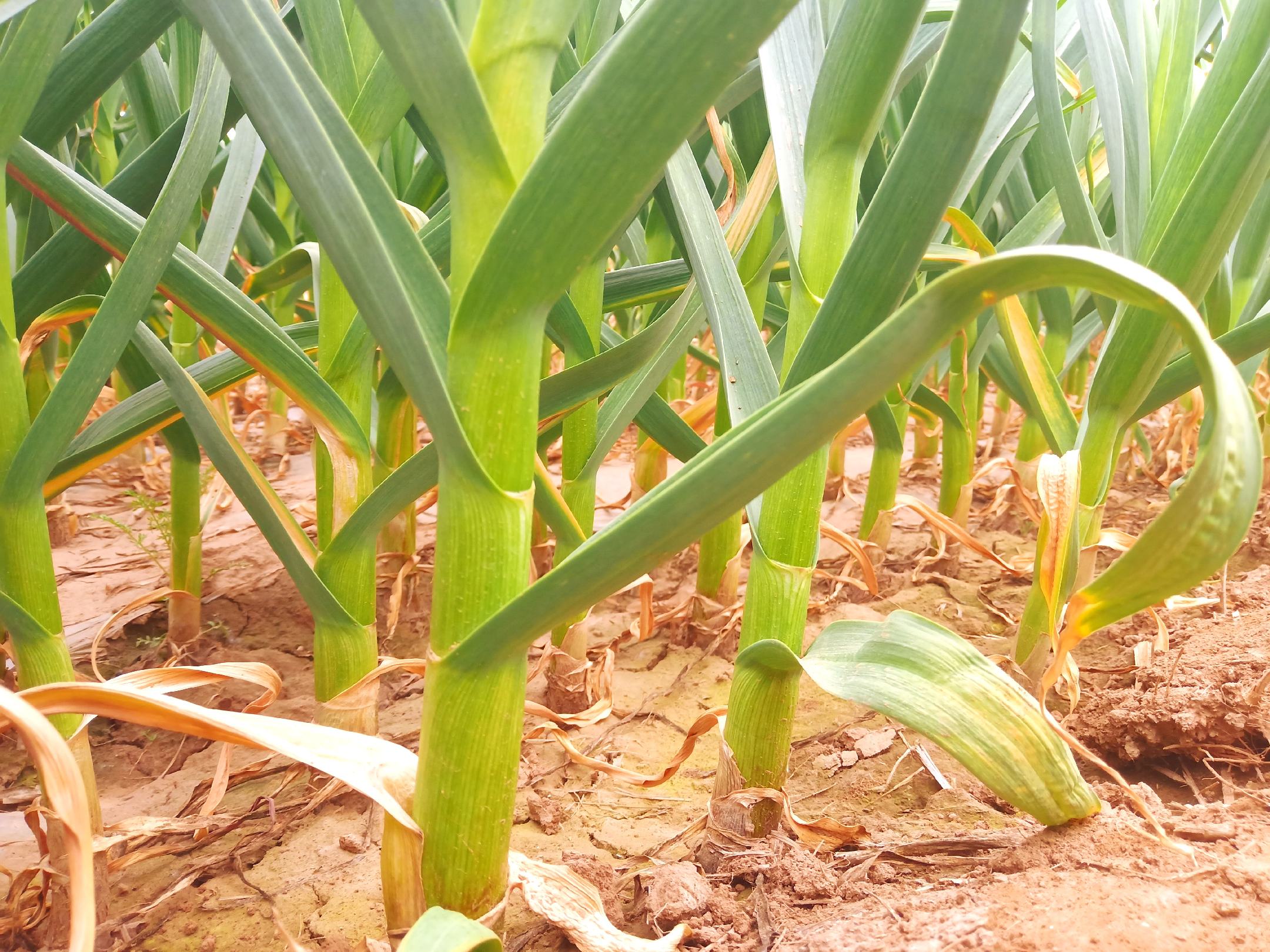 杞县紫皮蒜田间生长实景