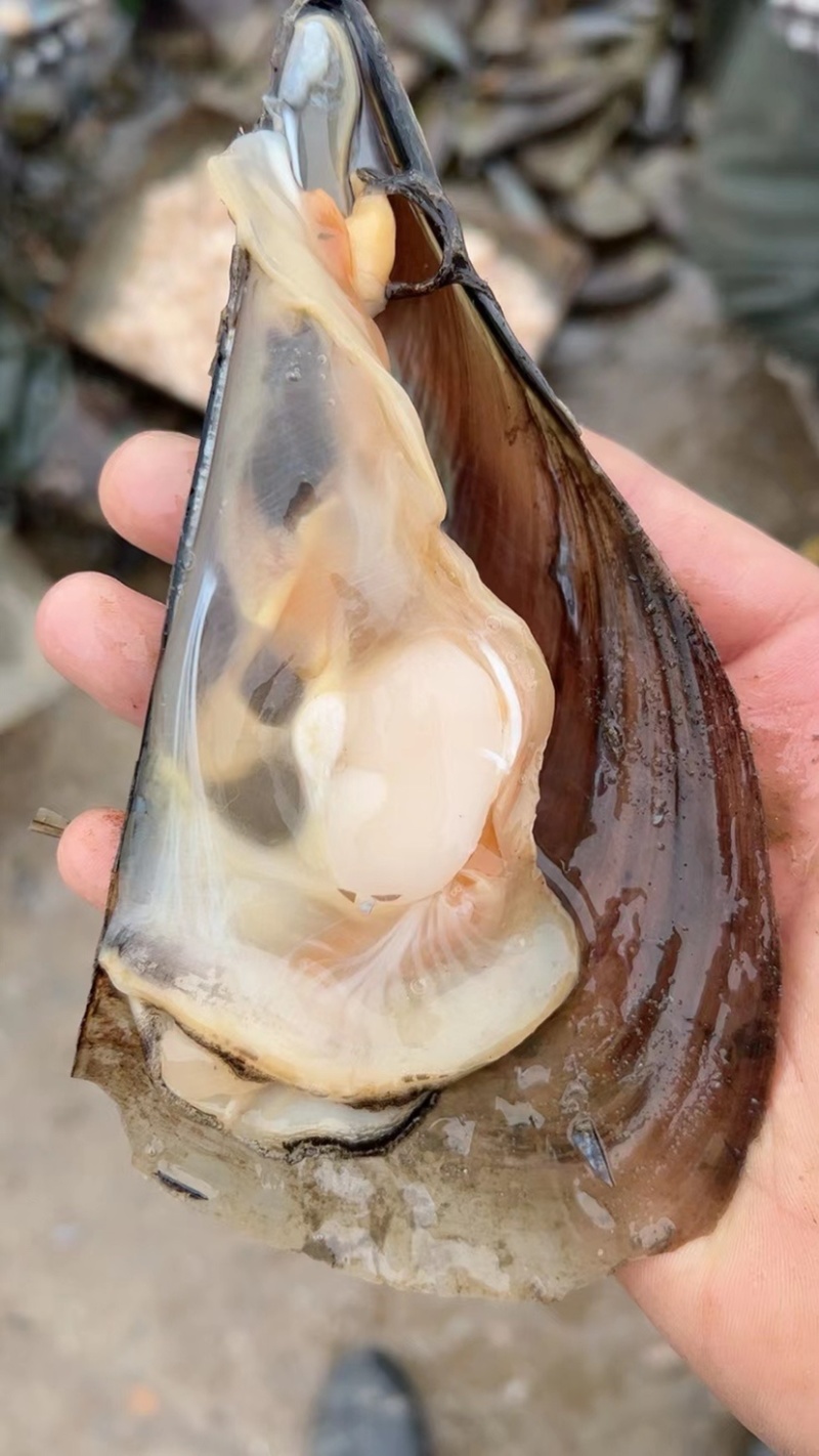 鲜活带子，绿贝，各种规格大小都有