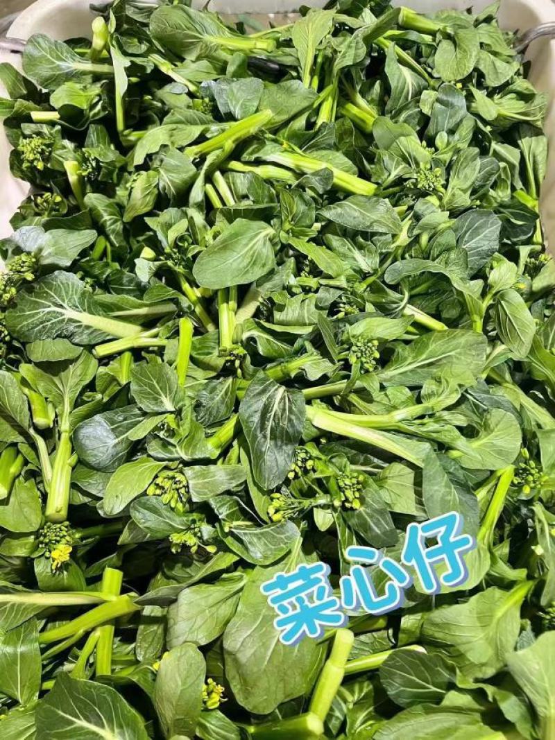 河南荥阳广州菜心基地直供，欢迎老板与我联系