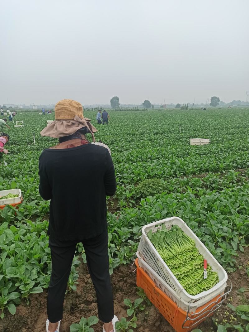 河南荥阳广州菜心基地直供，欢迎老板与我联系