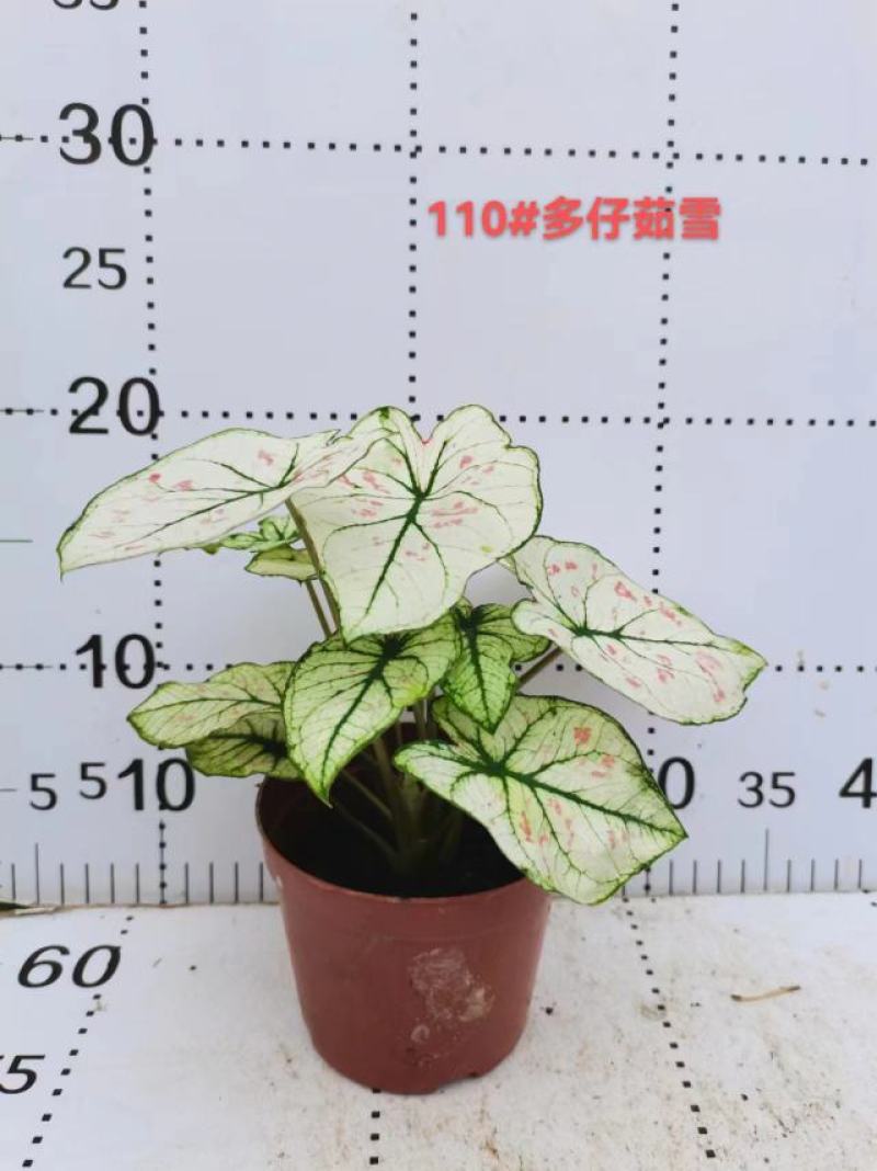 彩叶芋网红绿植彩叶盆栽室内室外居家办公必备绿植盆栽供应