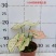 彩叶芋网红绿植彩叶盆栽室内室外居家办公必备绿植盆栽供应