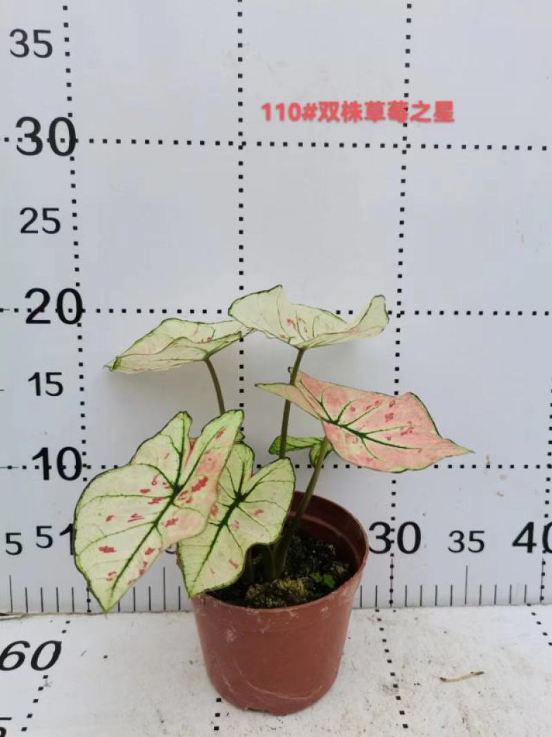 彩叶芋网红绿植彩叶盆栽室内室外居家办公必备绿植盆栽供应