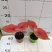 彩叶芋网红绿植彩叶盆栽室内室外居家办公必备绿植盆栽供应
