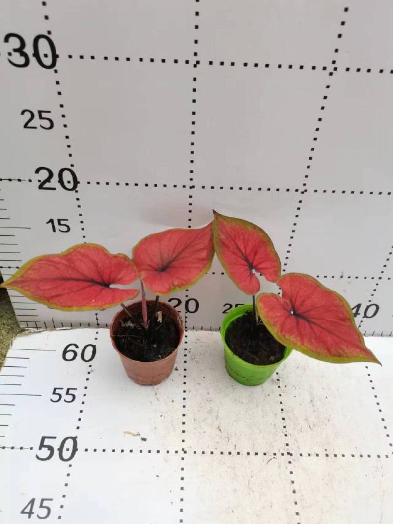 彩叶芋网红绿植彩叶盆栽室内室外居家办公必备绿植盆栽供应