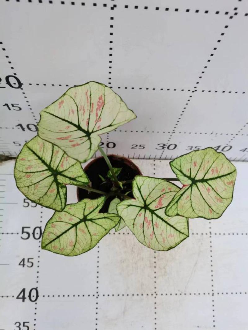 彩叶芋网红绿植彩叶盆栽室内室外居家办公必备绿植盆栽供应
