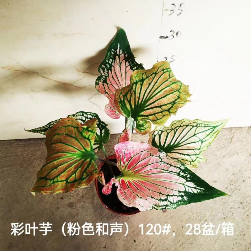 彩叶芋网红绿植彩叶盆栽室内室外居家办公必备绿植盆栽供应