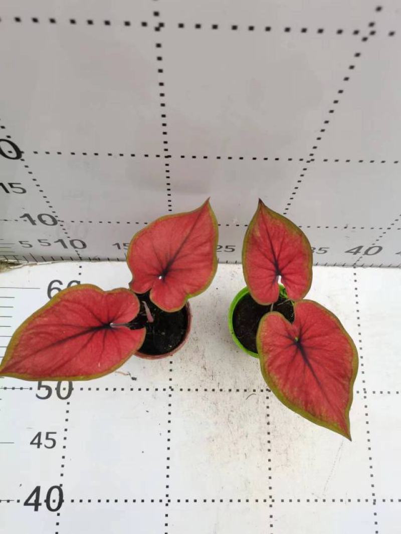 彩叶芋网红绿植彩叶盆栽室内室外居家办公必备绿植盆栽供应