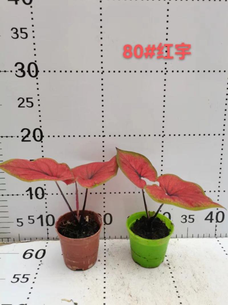 彩叶芋网红绿植彩叶盆栽室内室外居家办公必备绿植盆栽供应