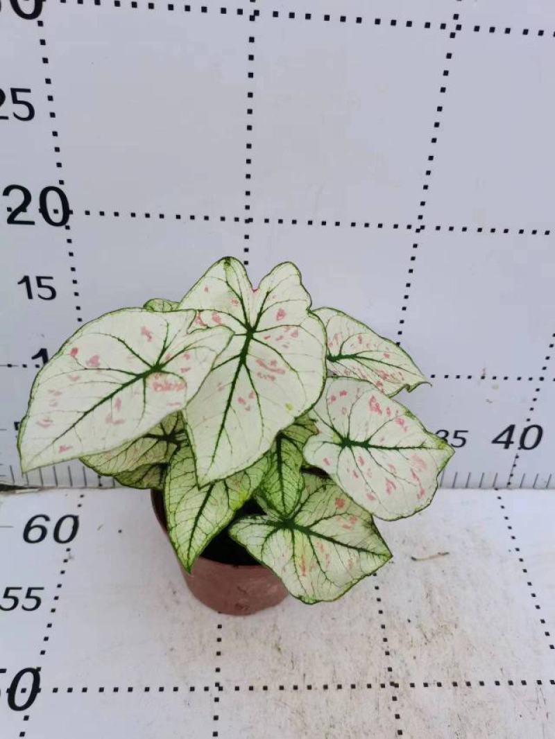 彩叶芋网红绿植彩叶盆栽室内室外居家办公必备绿植盆栽供应