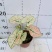 彩叶芋网红绿植彩叶盆栽室内室外居家办公必备绿植盆栽供应