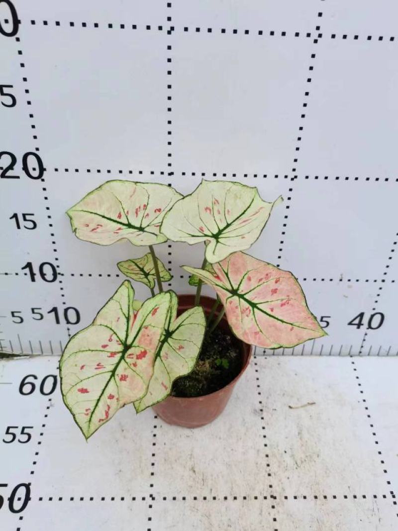 彩叶芋网红绿植彩叶盆栽室内室外居家办公必备绿植盆栽供应