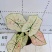 彩叶芋网红绿植彩叶盆栽室内室外居家办公必备绿植盆栽供应