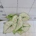 彩叶芋网红绿植彩叶盆栽室内室外居家办公必备绿植盆栽供应