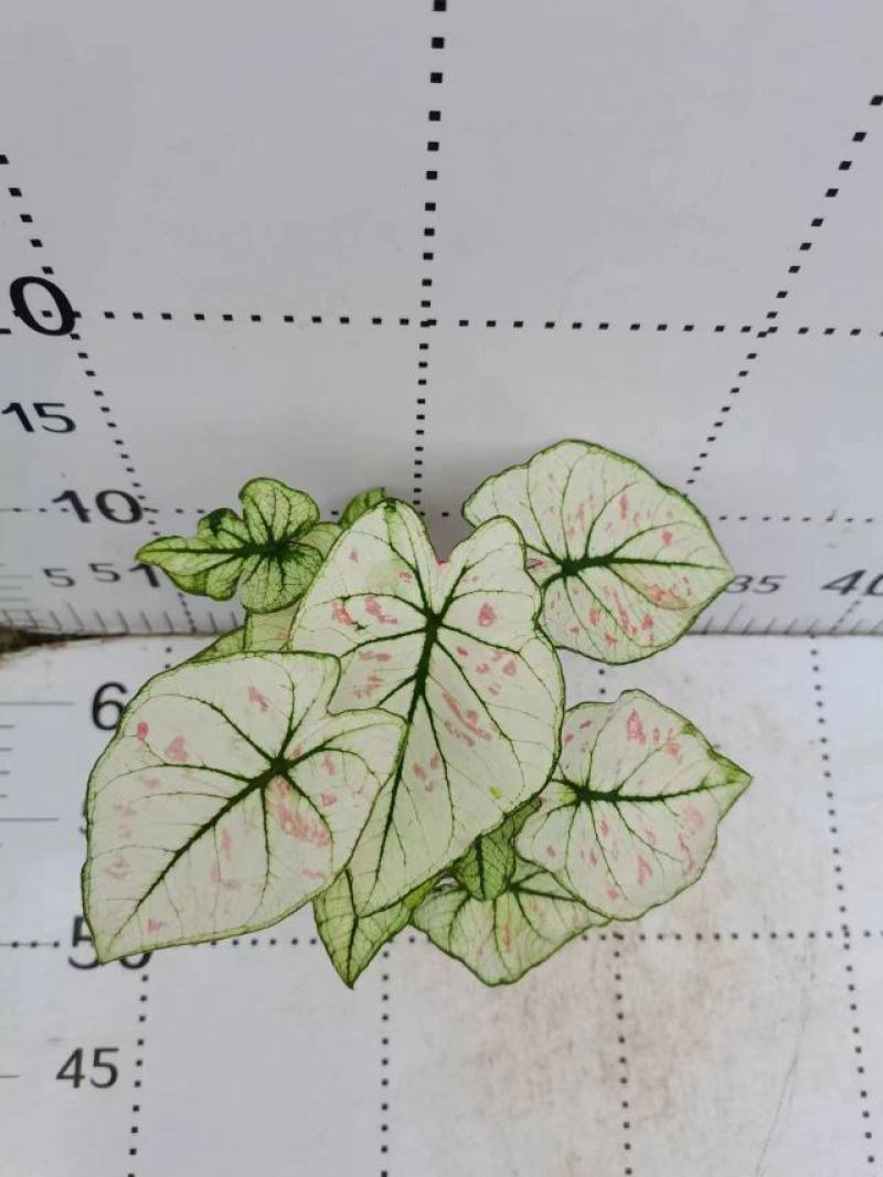 彩叶芋网红绿植彩叶盆栽室内室外居家办公必备绿植盆栽供应